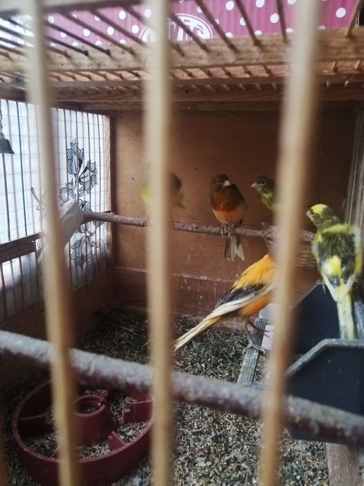 Клетка для певчих птиц