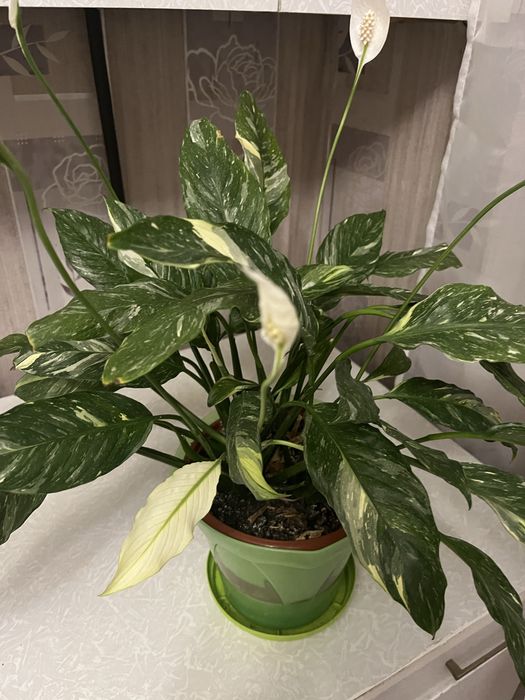 Продам квіти вазони