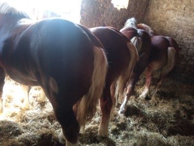 Sprzedam konie źrebaki kasztany Pilne .