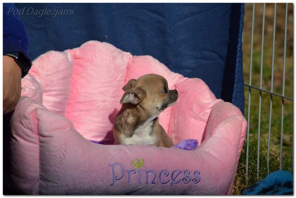 Chihuahua mini piesek
