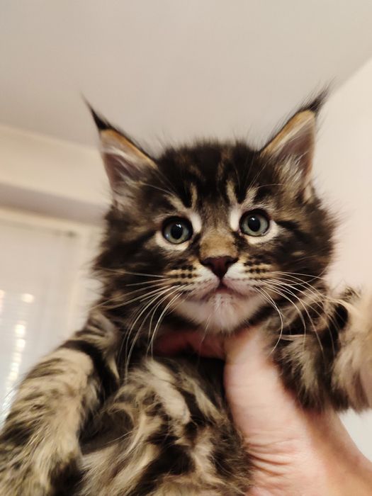 Кошенята породи Мейн-кун