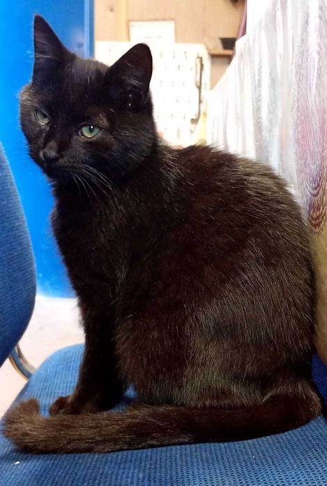 Czarny kocurek do adopcji