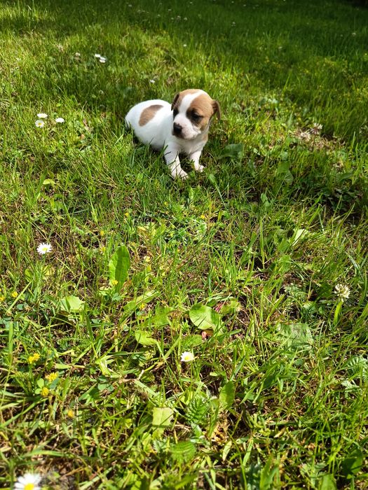 Jack Russell Terrier