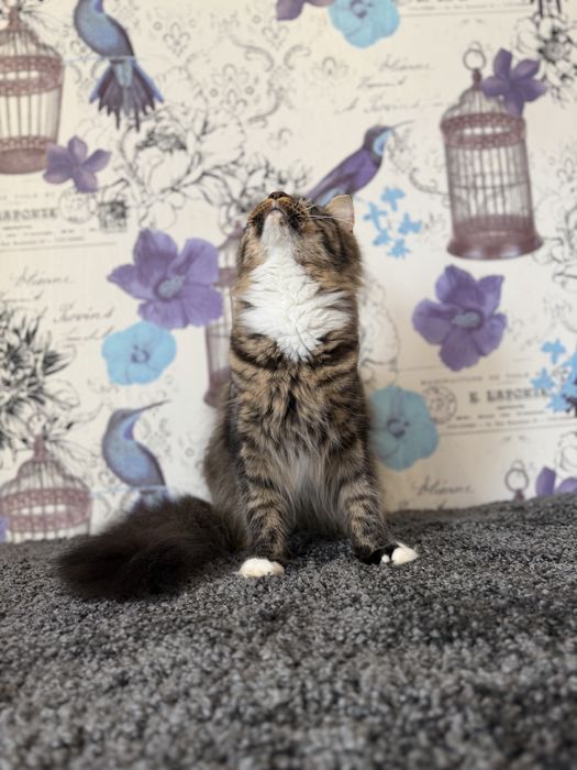 Мейн-кун дівчинка