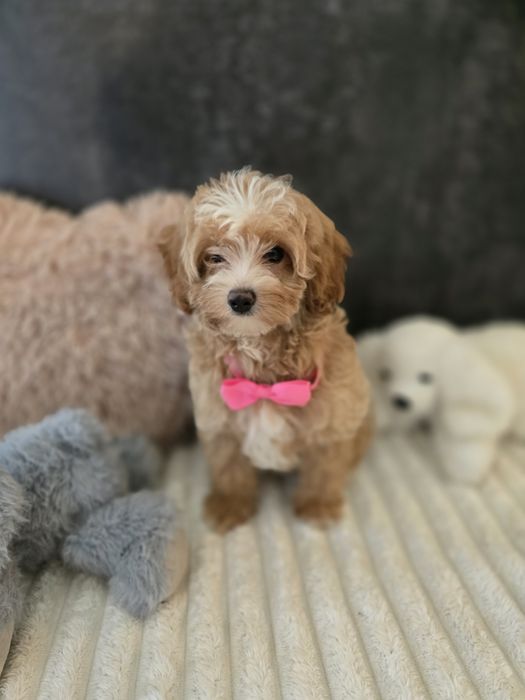 Maltipoo f1b sunia