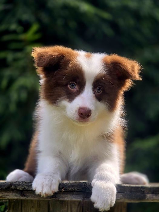 Czekoladowa piękność Border Collie – Kauri Whisper