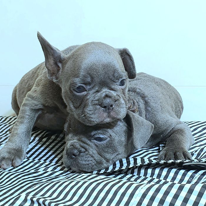 Цуценята французького бульдогу хлопчик та дівчинка