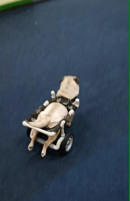 Коляска інвалідна для собачок