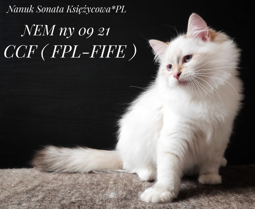 Unikatowy kocurek neva madquerade z rodowodem FPL.