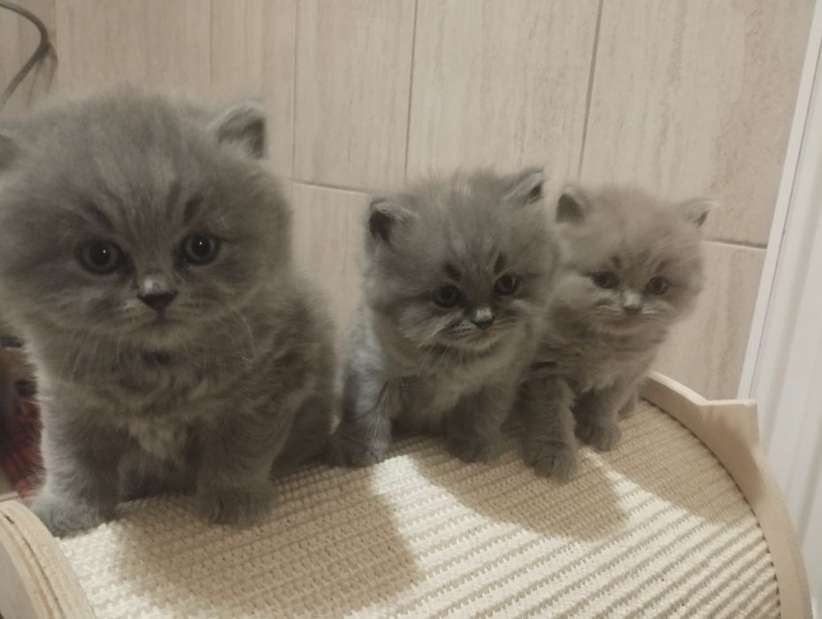 Kotka brytyjska niebieska