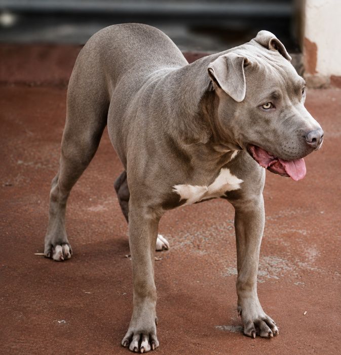 American Staffordshire Terrier