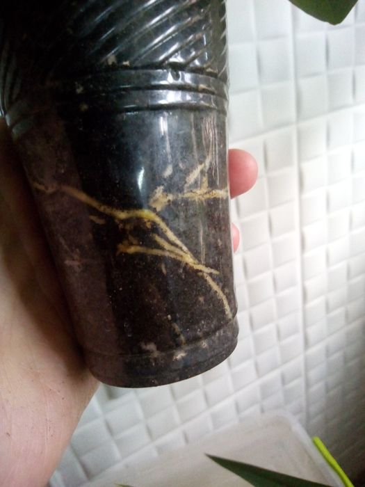 Продам шеффлеру , домашнюю