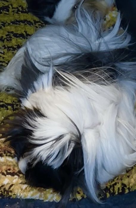 Świnka morska samica 10 mieś.