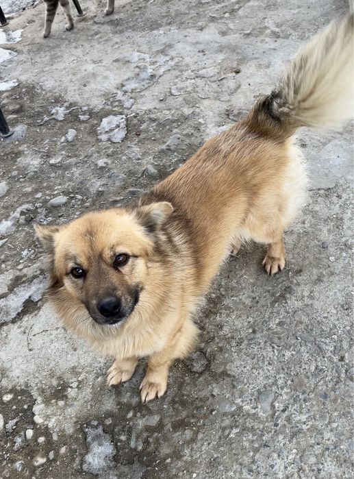 Песик в добрі руки