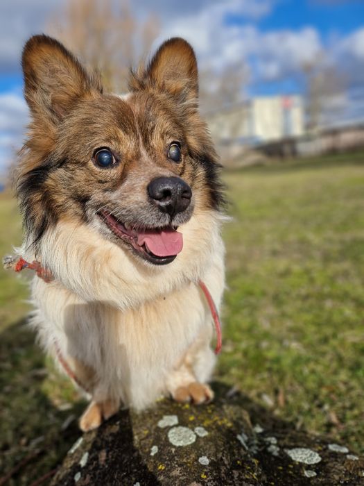 Kolejna zima za kratami i tak od kilku lat. Nikt go nie chce
