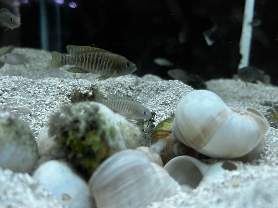 Muszlowiec wielopregi mlode i dorosle