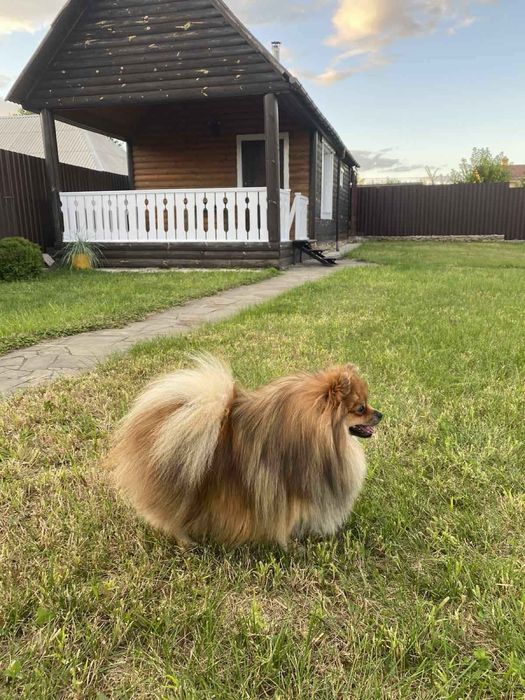Шикарный кобель Шпиц German SPITZ TOY для вязки.