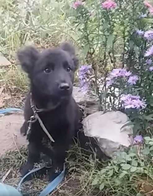 щенок 5,5месяцев