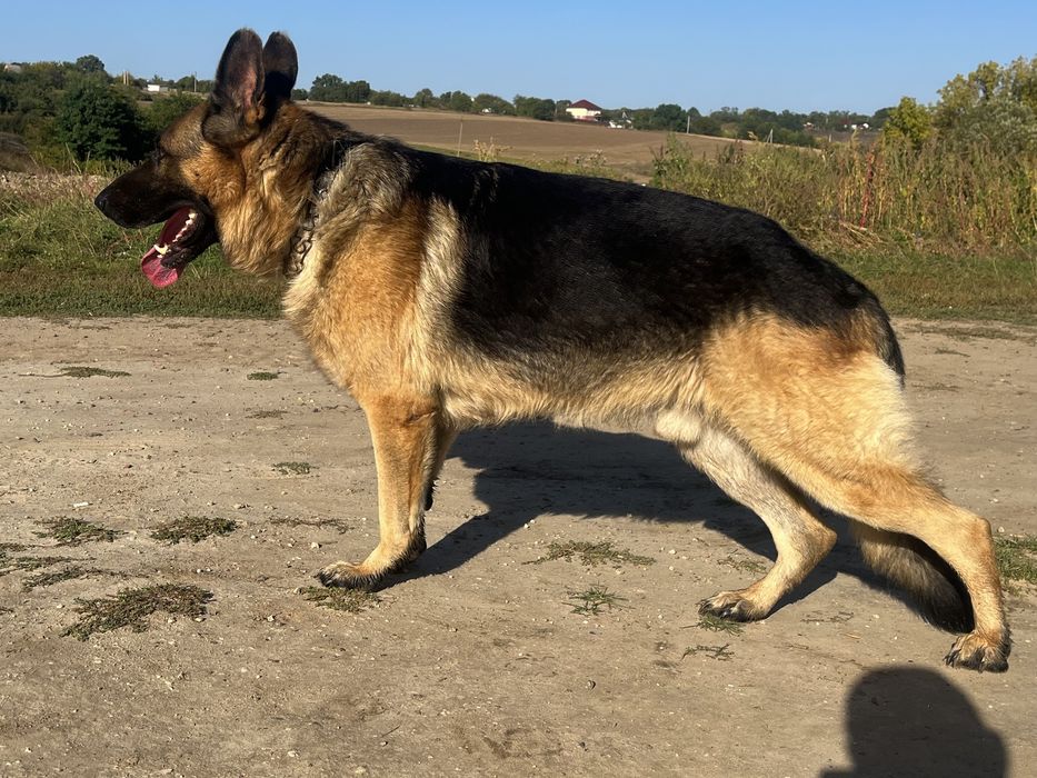 Вязка Німецької вівчарки