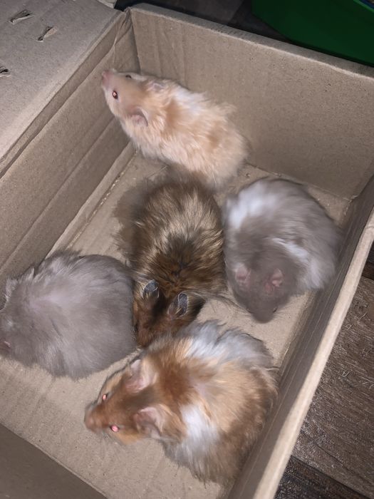 Хомяк хомячки Ангорки Терміново не кусають  Не джунгарики хоʼмяк Сатин