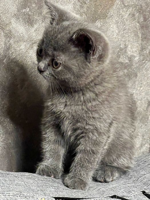 Британська кiшечка