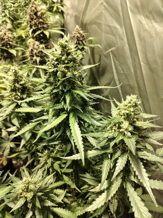 White Widow CBD | Cała Kolekcja Odmian | Dowóz 24/7
