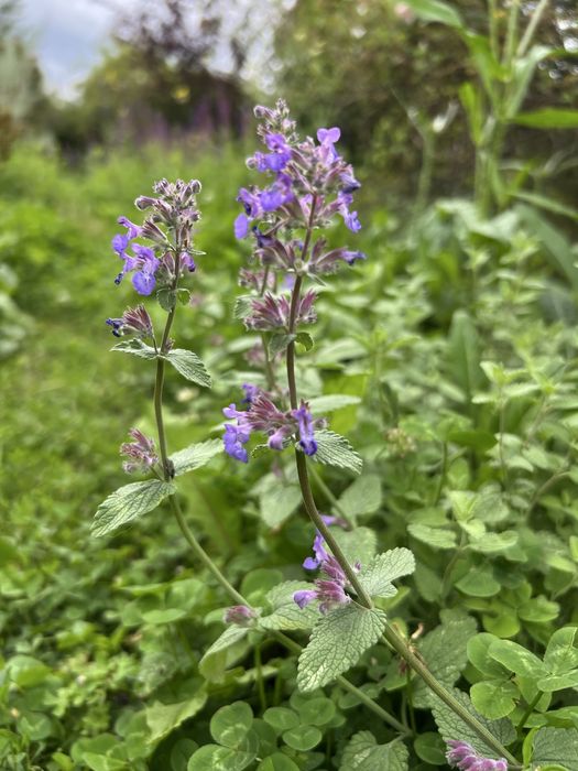 Kocimiętka sadzonki