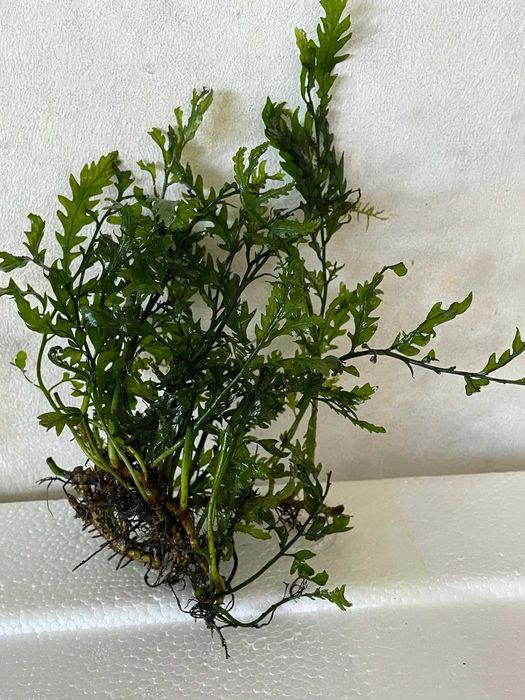 Roślina akwariowa bolbitis heudelotii