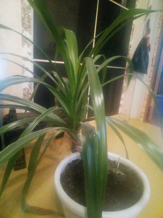 пальма панданус