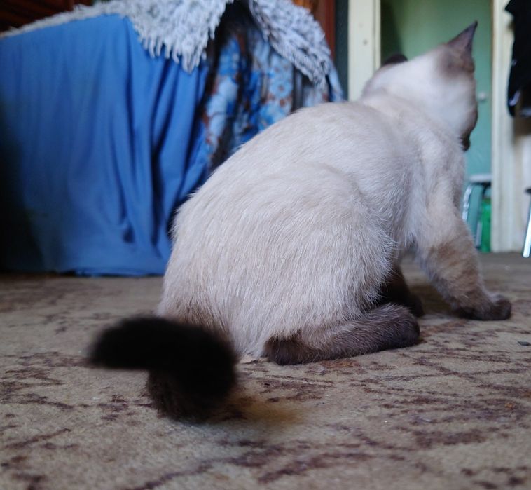 Сиамский котёнок