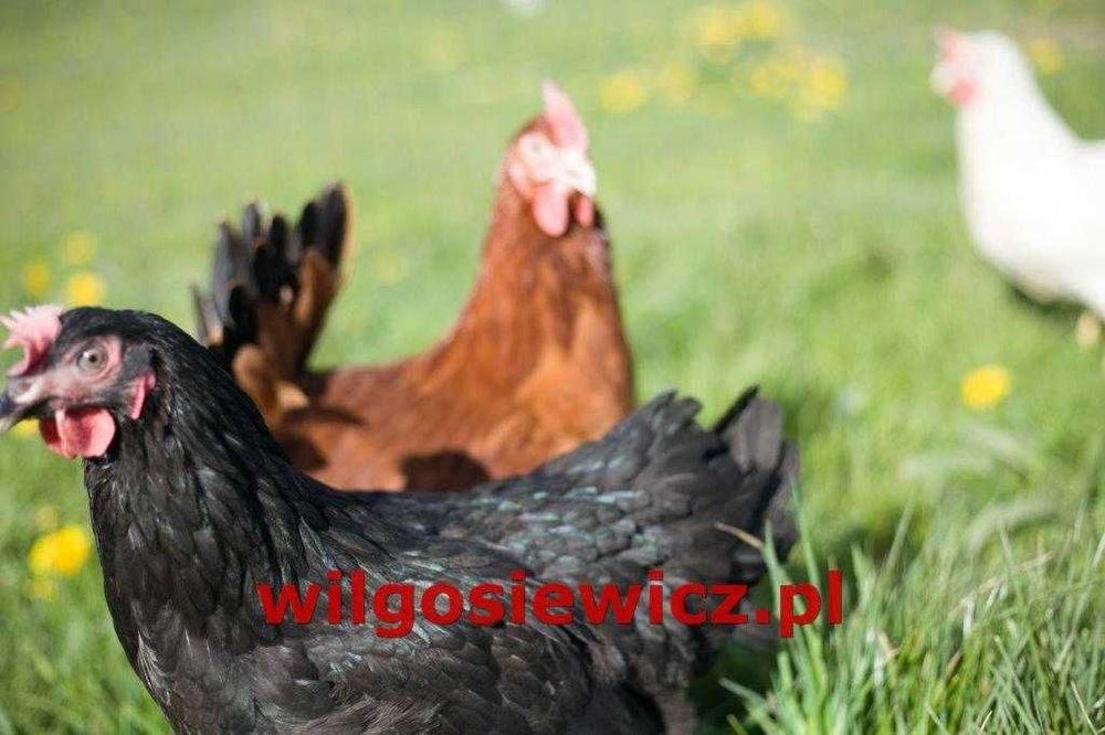 Z jajkiem młode kury nioski  dowóz na miejsce