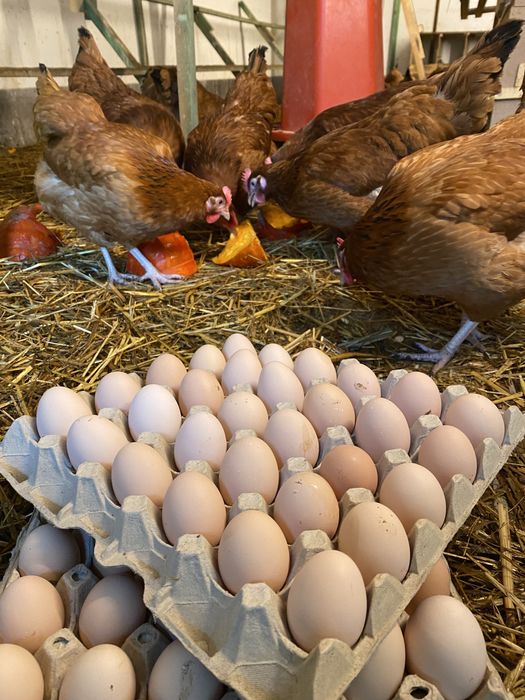 Sprzedam Jajka wiejskie