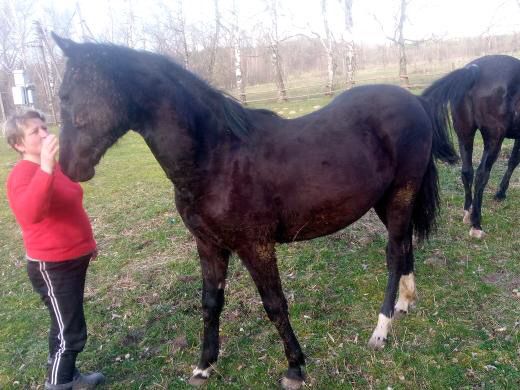 Кобила молода