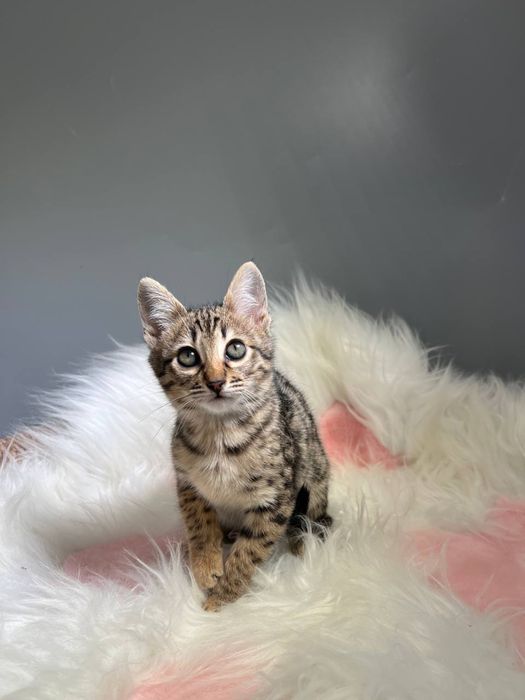 Дівчинка Саванна Ф6