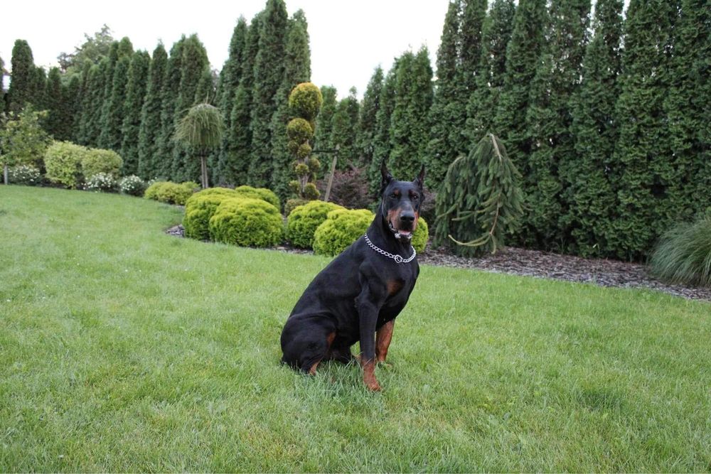 Doberman szczeniak