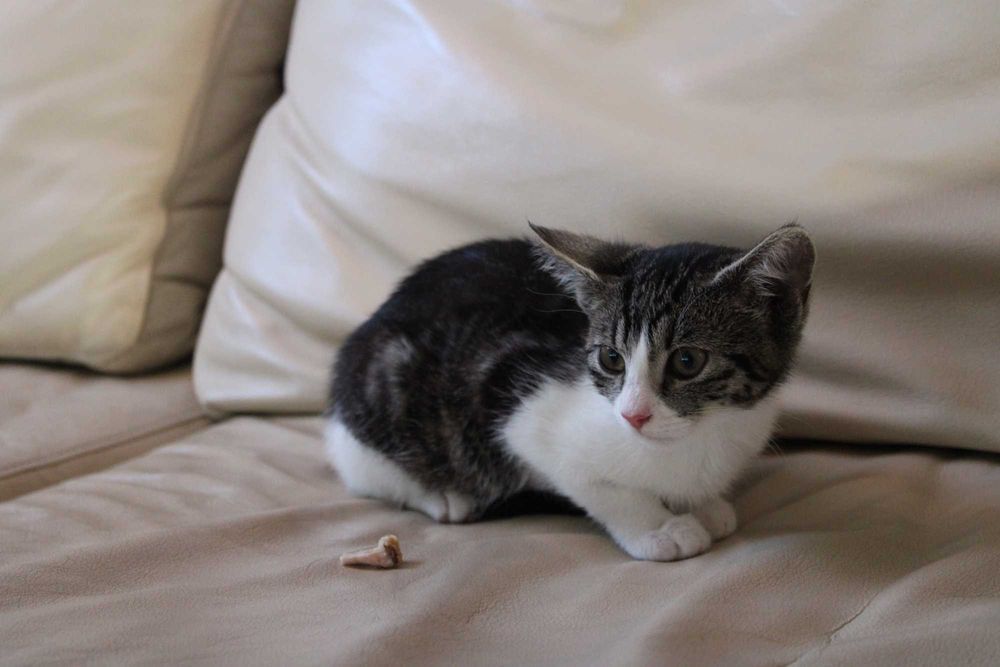 kotka do darmowej adopcji