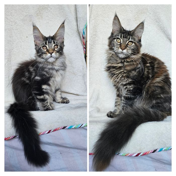 У розпліднику є мейн куни