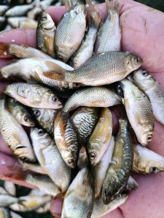 Narybek Karpia, sazan, lustrzeń, lampas, oryginalna łuska