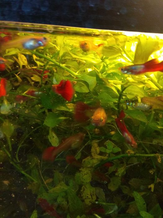 Акваріумні рибки гуппі та креветки