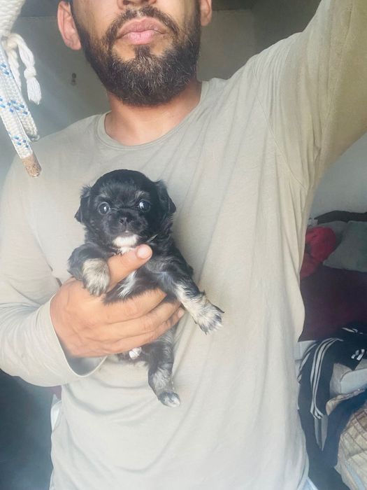 chihuahua fêmea pelo longo