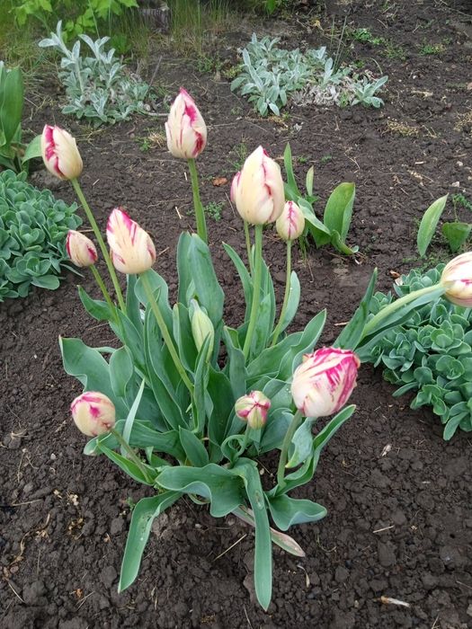 Ранні багаторічні квіти