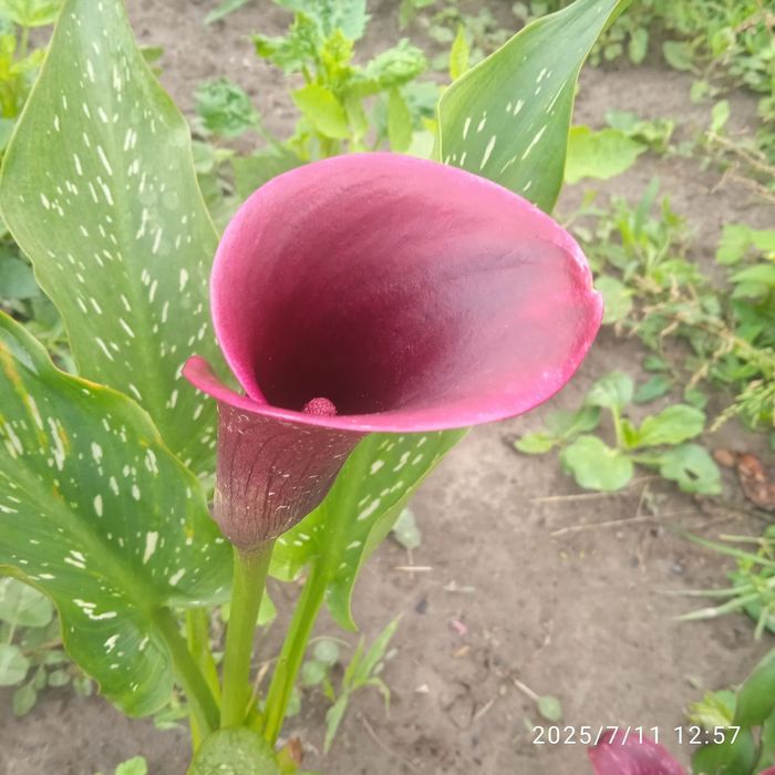 Продаж луковиць калли 30грн