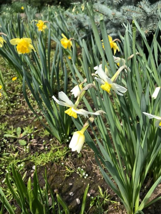 Продам тюльпаны и нарциссы