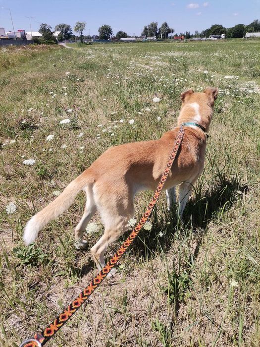 Pusia - kontaktowa i przyjaźnie nastawiona do człowieka