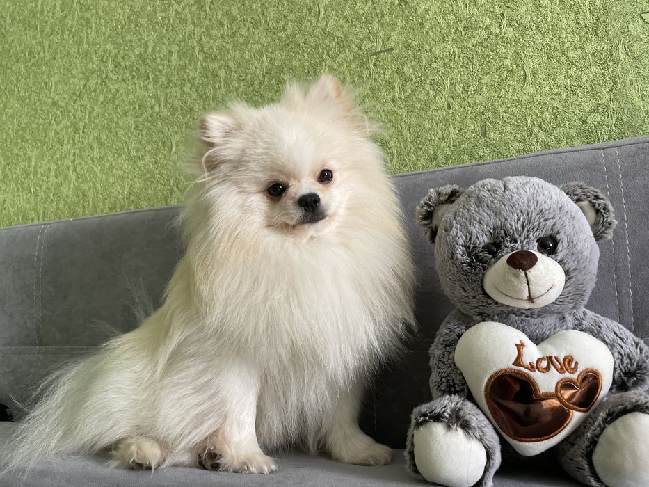 Шпиц мальчик ищет невесту