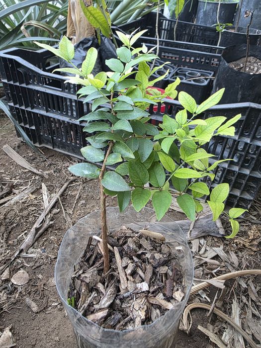 Planta de Jabuticaba Sabara