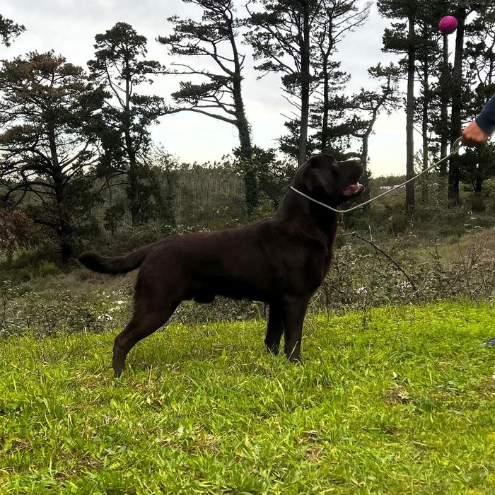 Labrador Retriever com lop e afixo