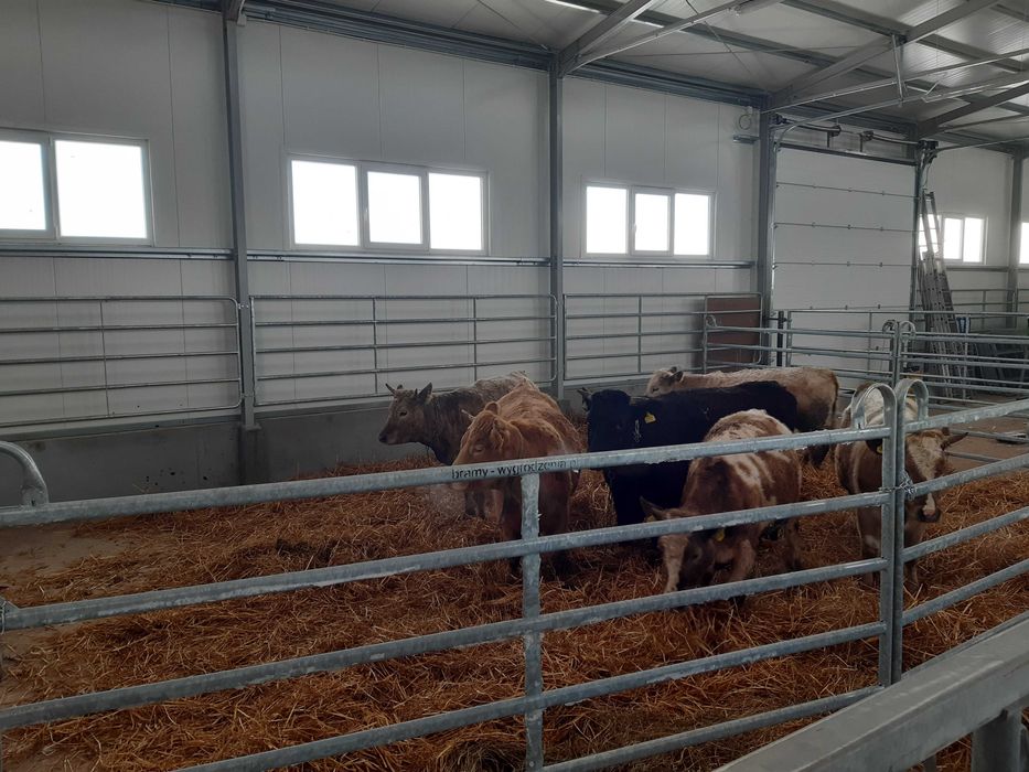 panele ogrodzeniowe dla bydła miesnego przegrody bramki TEXAS panel