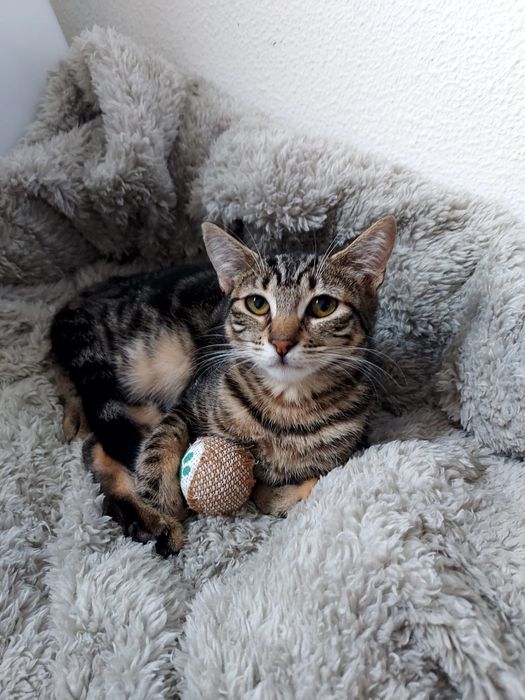 Gatinha esterilizada para adoção