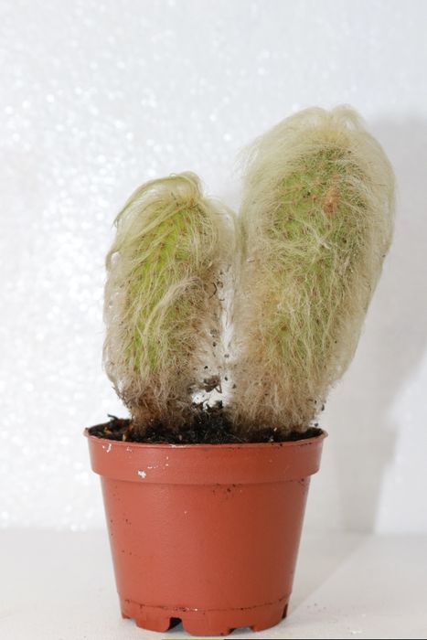 Vendo monstera e outras plantas